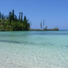 Plage de Mébuet à Maré des îles Loyauté en Nouvelle Calédonie avec ses pins colonnaires.