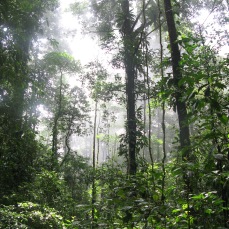La forêt- Guyane